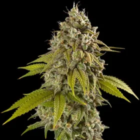 Spliff Seeds Gelato - 5 feminisierte Samen