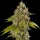 Spliff Seeds Gelato - 5 feminisierte Samen