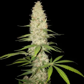 Spliff Seeds Gorilla  - 5 feminisierte Samen