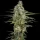 Spliff Seeds Mint Runtz  - 5 feminisierte Samen