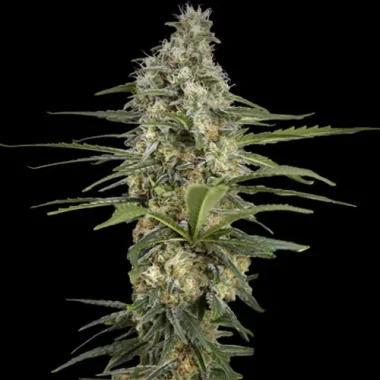 Spliff Seeds Mint Runtz AUTO - 5 feminisierte Samen