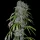 Spliff Seeds Neville´s Haze - 5 feminisierte Samen
