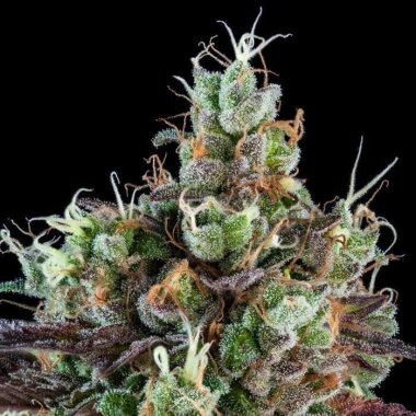 Ripper Seeds Sour Ripper Auto - 3 feminisierte Samen