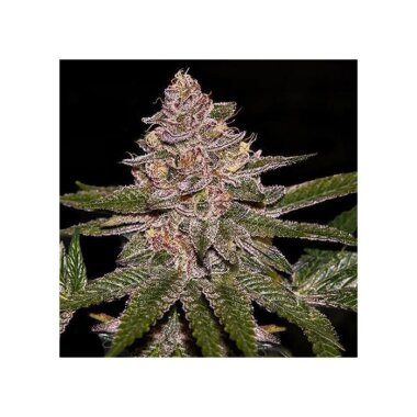 Ripper Seeds Radical Juice Auto - 3 feminisierte Samen
