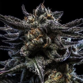 Ripper Seeds Zombie Kush Auto - 3 feminisierte Samen