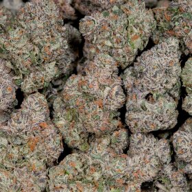 Wizard Trees Genetics Last Dance - 6 feminisierte Samen