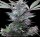 ACE Seeds Bubba Kush x PCK - 5 reguläre Samen