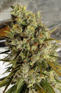 ACE Seeds C5 Haze x Kali China - 5 feminisierte Samen