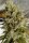 ACE Seeds C5 Haze x Kali China - 5 feminisierte Samen