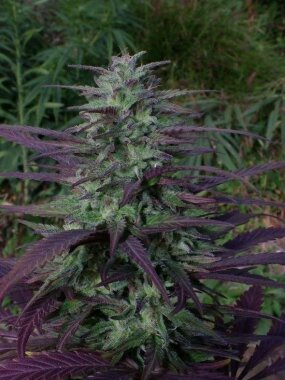 ACE Seeds China Yunnan - 5 reguläre Samen