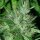 ACE Seeds Congo - 3 feminisierte Samen