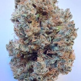 ACE Seeds Early Evil Haze - 5 feminisierte Samen