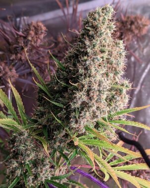 ACE Seeds Golden Tiger - 3 feminisierte Samen