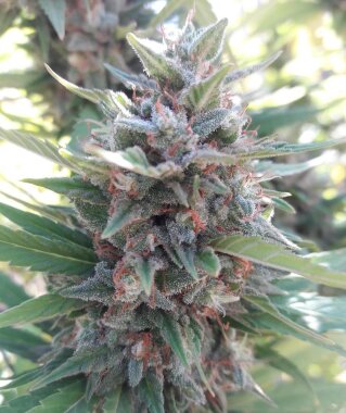 ACE Seeds Kali China - 3 feminisierte Samen