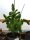 ACE Seeds Lebanese - 5 reguläre Samen