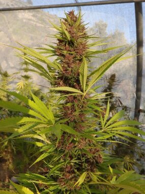 ACE Seeds Malawi x PCK - 3 feminisierte Samen