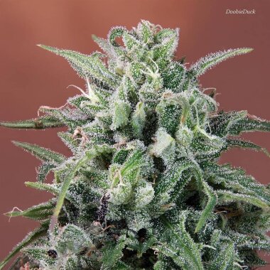 ACE Seeds Nepal Annapurna - 5 reguläre Samen