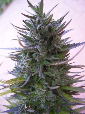 ACE Seeds Nepal Mist - 10 reguläre Samen