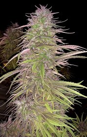 ACE Seeds Oldtimers Haze - 5 reguläre Samen