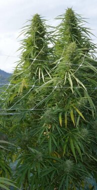 ACE Seeds Panama x Malawi - 5 feminisierte Samen