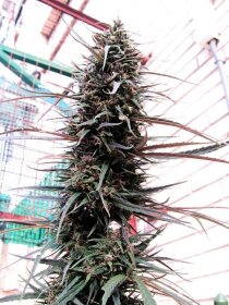 ACE Seeds Purple Haze x Malawi - 3 feminisierte Samen