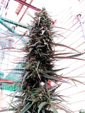 ACE Seeds Purple Haze x Malawi - 5 reguläre Samen