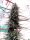 ACE Seeds Purple Haze x Malawi - 5 reguläre Samen