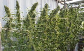 ACE Seeds Super Malawi Haze - 3 feminisierte Samen