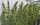 ACE Seeds Super Malawi Haze - 5 reguläre Samen
