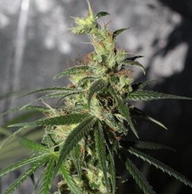 ACE Seeds Thai A5 Haze - 5 feminisierte Samen