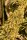 ACE Seeds Thai x Panama - 5 reguläre Samen