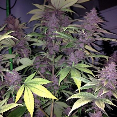 ACE Seeds Violeta - 5 reguläre Samen
