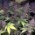 ACE Seeds Violeta - 5 reguläre Samen