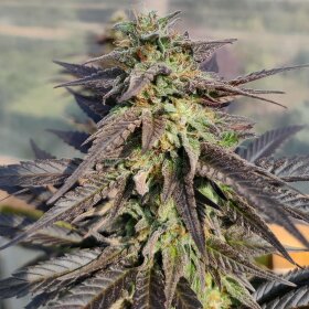 ACE Seeds Zamaldelica x Kali China - 3 feminisierte Samen