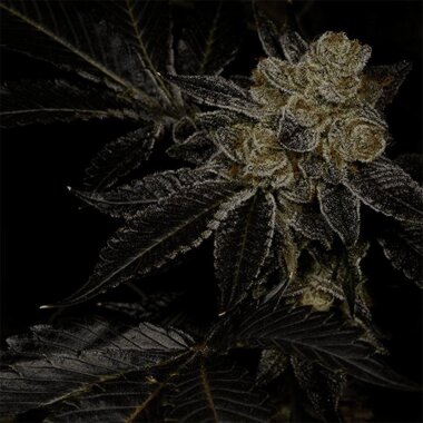 Archive Seedbank Biohazard - 6 feminisierte Samen