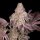 Archive Seedbank Dark Rainbow 2.0 - 12 reguläre Samen