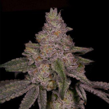 Archive Seedbank Blue Belts - 6 feminisierte Samen