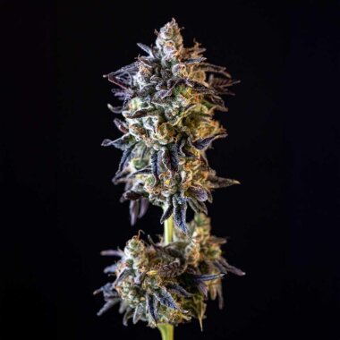 Black Tuna Seeds MERENGÓN - 5 feminisierte Samen