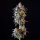 Black Tuna Seeds MERENGÓN - 5 feminisierte Samen