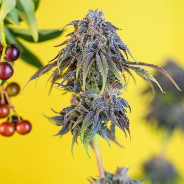 Black Tuna Seeds CEREZAZ - 5 feminisierte Samen