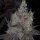 The Plug Seedbank Bruntz - 6 feminisierte Samen