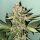 The Plug Seedbank Biscotti 2.0 - 6 feminisierte Samen