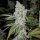 The Plug Seedbank El Chapo - 6 feminisierte Samen
