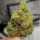 The Plug Seedbank El Chapo - 6 feminisierte Samen