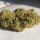 Dank Genetics Sherbert Pebbles - 7 feminisierte Samen