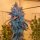 Dank Genetics Poundz - 10 reguläre Samen
