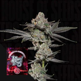 Wizard Trees Genetics Z Nerdz - 3 feminisierte Samen