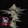 Wizard Trees Genetics Z Nerdz - 3 feminisierte Samen
