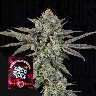 Wizard Trees Genetics Ropegria - 3 feminisierte Samen