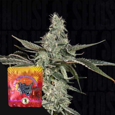 Wizard Trees Genetics London Fog - 3 feminisierte Samen
